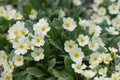 CommonÂ primrose Primula vulgaris, pale yellow flowering plants natural habitat